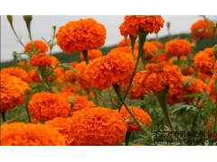 亞芯萬壽菊青貯劑 萬壽菊發(fā)酵保存 乳酸菌青貯劑-- 臺(tái)灣亞芯生物科技有限公司