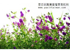 亞芯苜蓿草專用青貯劑 乳酸菌發(fā)酵保存 苜蓿草青貯-- 臺(tái)灣亞芯生物科技有限公司