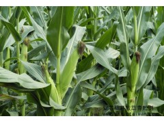 亞芯秸稈青貯劑（加強(qiáng)型）乳酸菌青貯秸稈　秸稈微儲(chǔ) 青貯飼料-- 臺(tái)灣亞芯生物科技有限公司