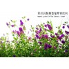 供應(yīng)臺(tái)灣亞芯苜蓿草專用青貯劑