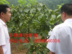 重慶嫁接核桃苗，重慶嫁接核桃苗批發-- 四川久億農林開發有限公司銷售部