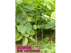 江北嫁接核桃苗價格，江北嫁接核桃苗技術-- 四川久億農林開發有限公司銷售部