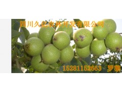 供應綿陽8518核桃苗，8518核桃苗批發，8518核桃苗價格-- 四川久億農林開發有限公司銷售部