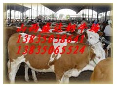 西門塔爾,夏洛萊肉牛-- 山西省盛達奶牛養(yǎng)殖場