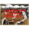 西門塔爾,夏洛萊肉牛