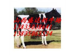 荷斯坦黑白花奶牛，西門塔爾肉牛-- 山西省盛達奶牛養(yǎng)殖場