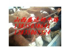 忻州西門塔爾肉牛多少錢？盛達奶牛養(yǎng)殖場告訴你價格-- 山西省盛達奶牛養(yǎng)殖場