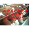 忻州西門塔爾肉牛多少錢？盛達奶牛養