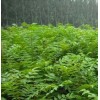 云新核桃苗 薄皮核桃最新價(jià)格