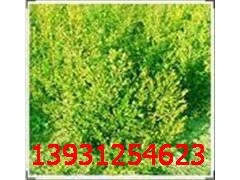 保定朝鮮黃楊公司推薦大型苗木花卉基地-- 河北省定州大型苗木花卉基地