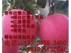 蘋果苗 煙富3蘋果苗 煙富0蘋果苗 矮化蘋果苗直銷-- 煙臺市林業(yè)局果樹苗木科研基地?zé)熍_矮化蘋果苗
