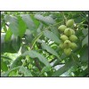 核桃苗 核桃苗栽種季節(jié)和花期時(shí)間