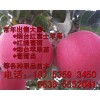 【商家推薦】正宗煙臺蘋果苗 全紅蘋