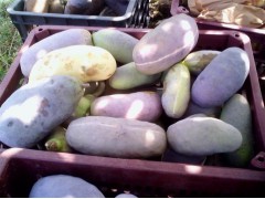 野生改良水果八月瓜種苗批發-- 江西青水特色種植園