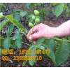 廣州市嫁接核桃苗，廣州市8518核桃苗