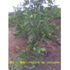 香玲核桃苗批發(fā)價(jià)格和管理種植技術(shù)