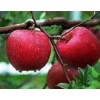 【推廣】紅色之愛蘋果苗直銷