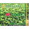 一畝地能種植多少桂花苗?