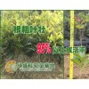 鄭州桂花苗,南陽桂花苗,信陽桂花苗