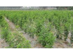 供應黃花槐苗價格_成都黃花槐_重慶苗批發 -自貢黃花槐基地-- 成都艾邁特園林綠化工程有限公司