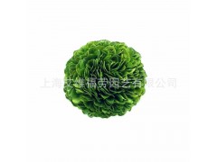 保鮮黃楊球 10cm 廠家直銷 常青藤-- 上海艾維福勞有限公司